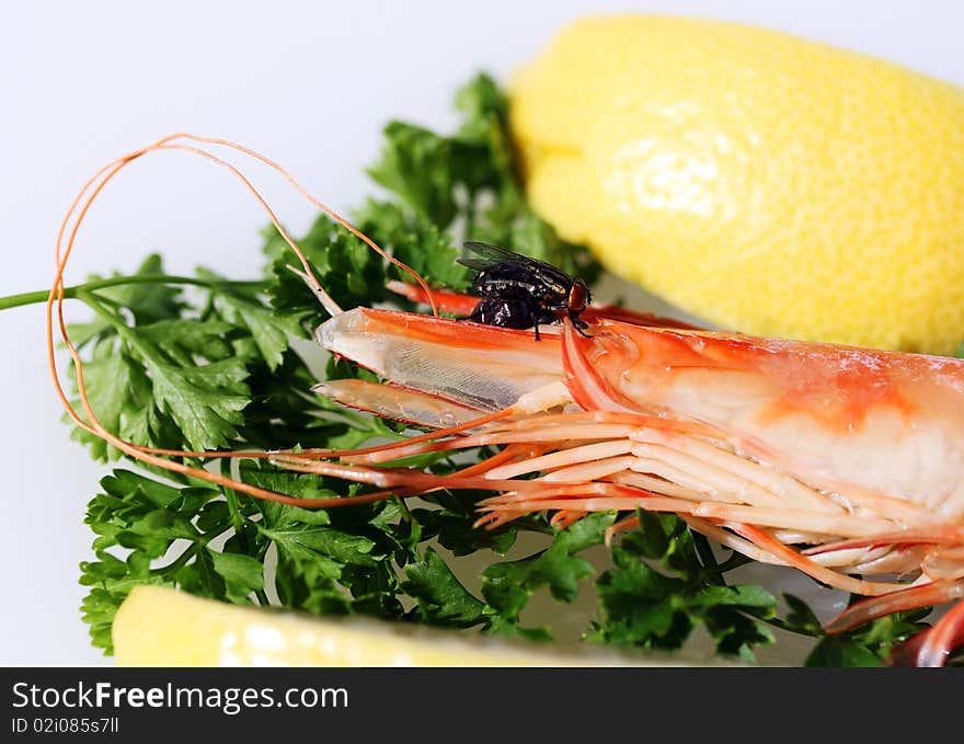 A King prawn on a bead of parsley and lemon, with a fly busily feasting off the cooked prawns head. A King prawn on a bead of parsley and lemon, with a fly busily feasting off the cooked prawns head.