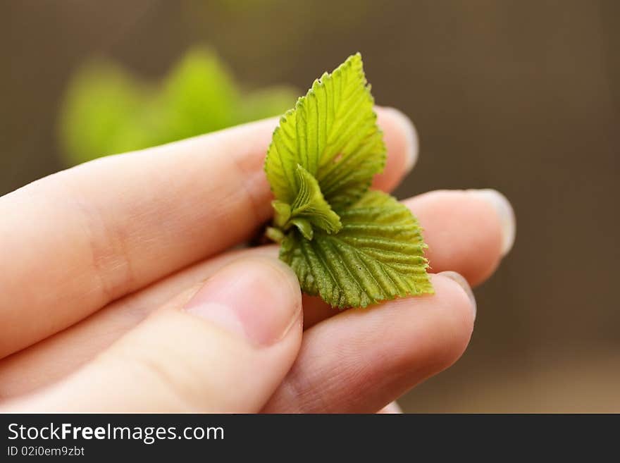 Young green leaves in a female hand. Young green leaves in a female hand