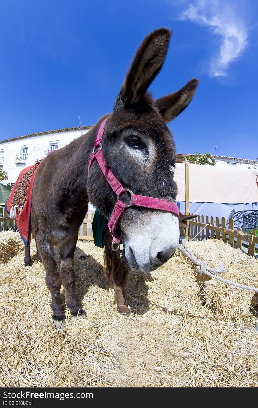 Farmland and  Donkey