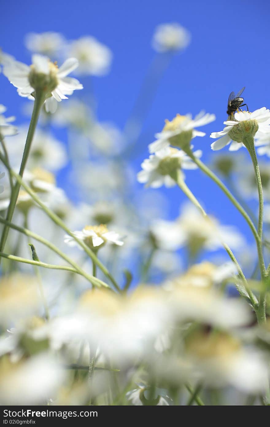 A fly and flowers on a summer meadow