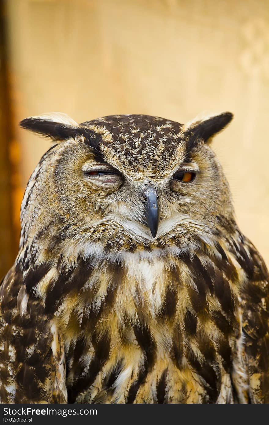 Owl portrait, golden owl