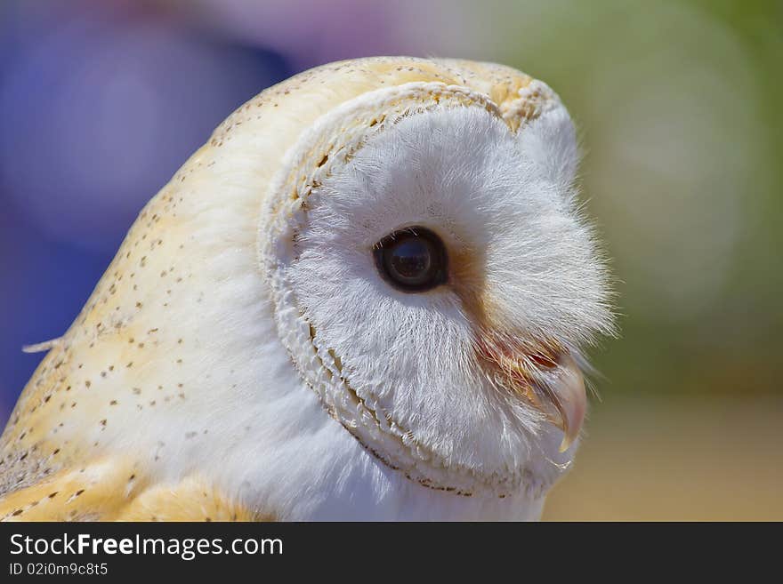 Owl portrait picture white bird