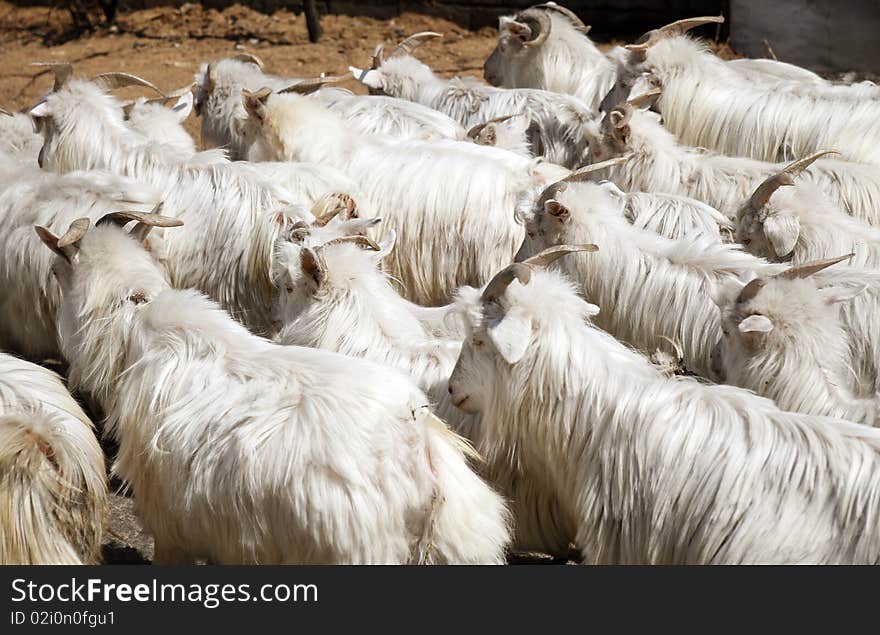 A herd of white sheeps on a road.