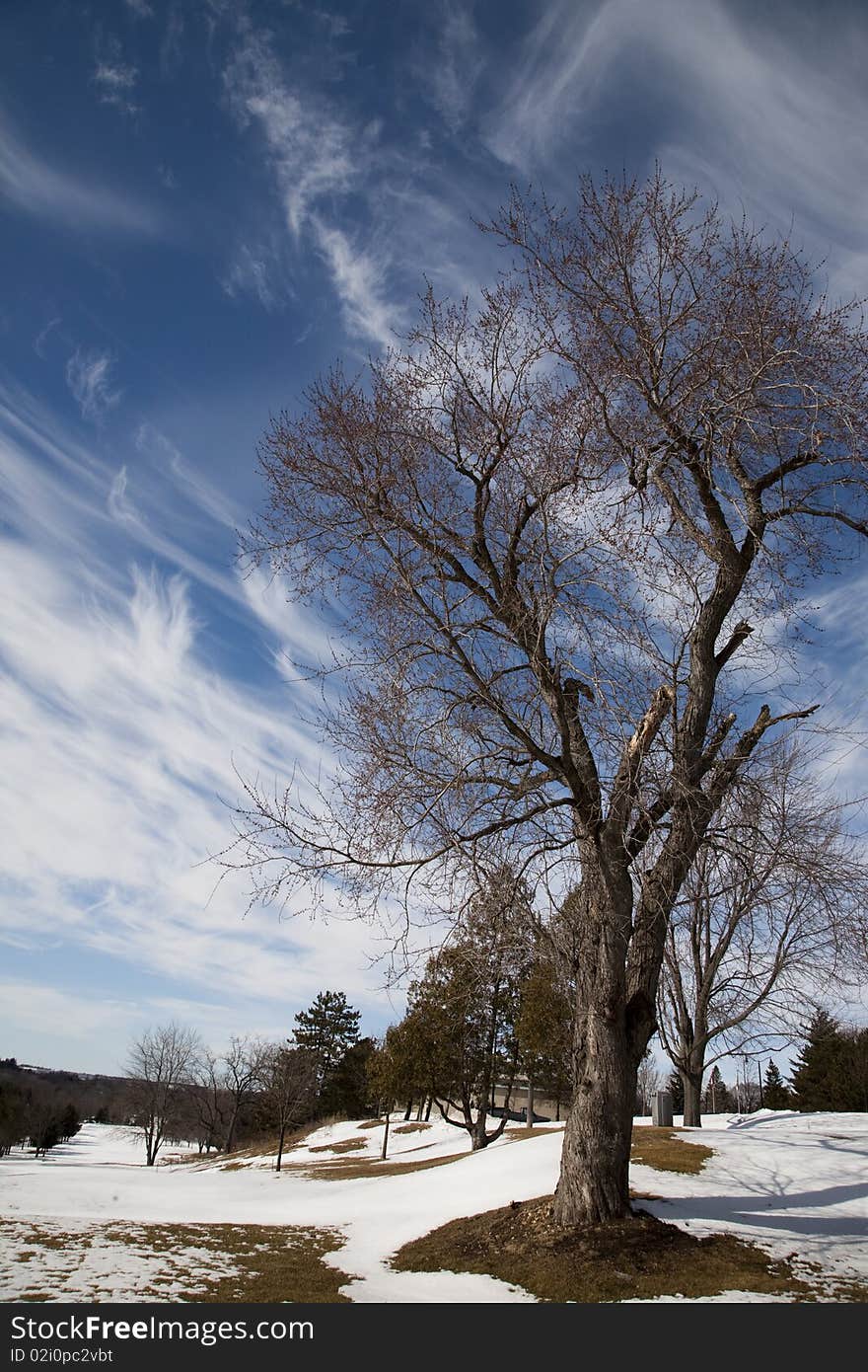 Blue Sky_Clouds with bare tree