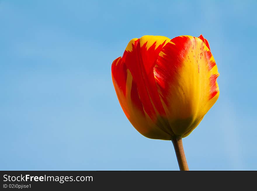 Tulips