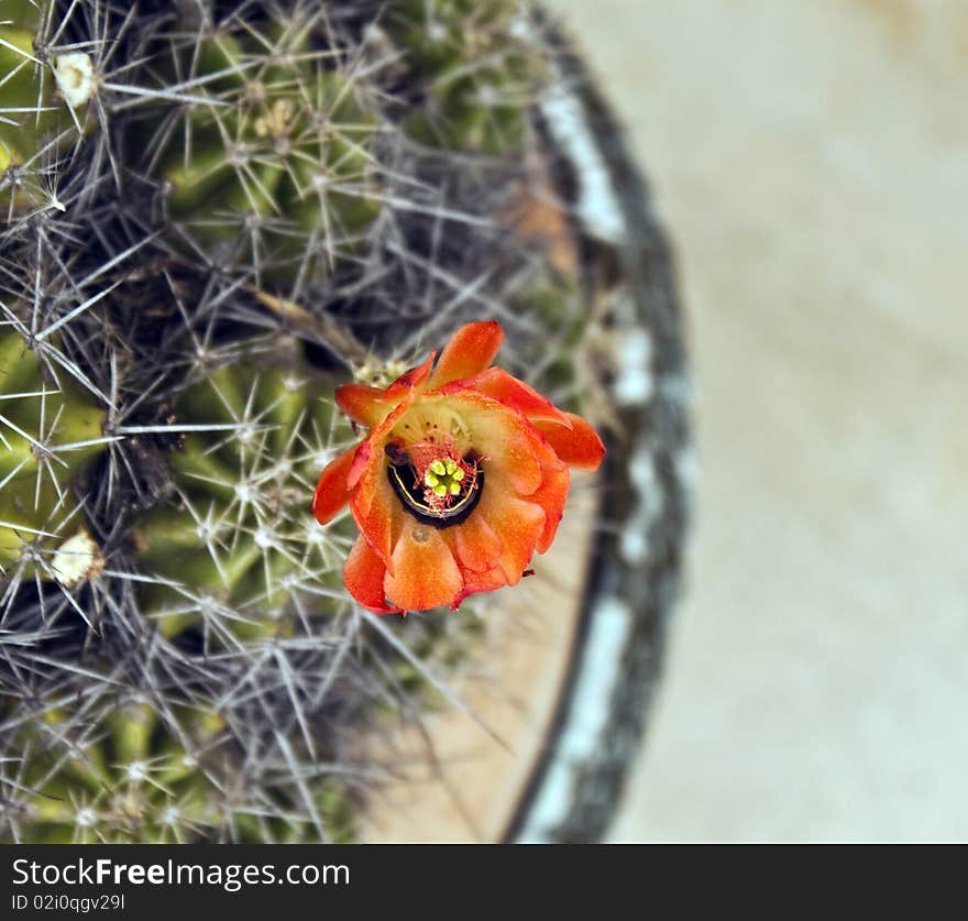 Caterpiller in a red Cactus Flower closeup. Caterpiller in a red Cactus Flower closeup