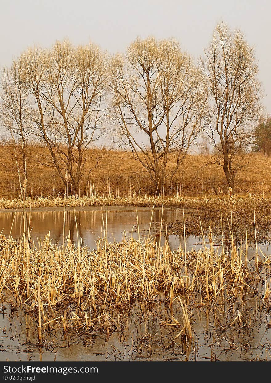 The old pond covered by a cane with willows on coast