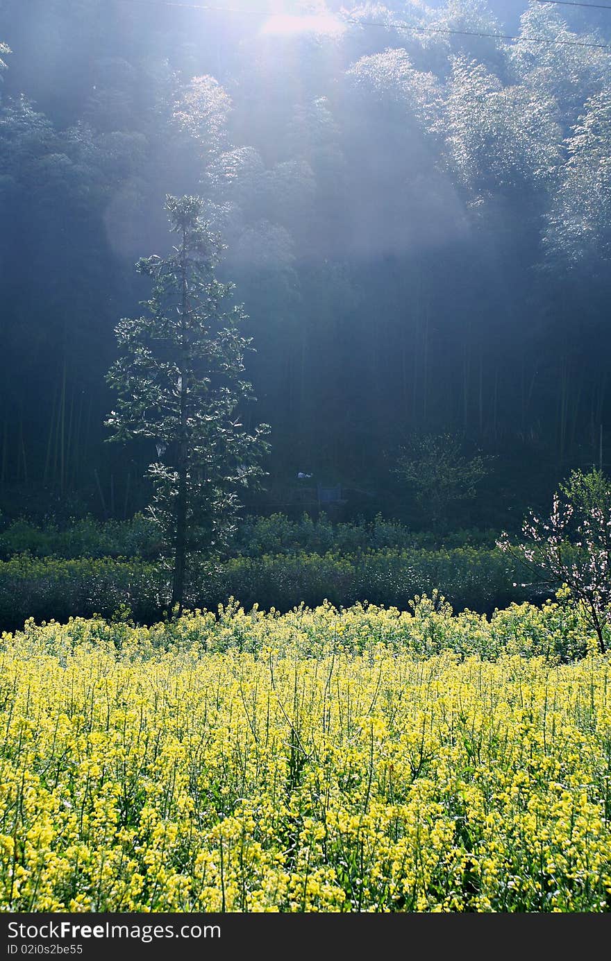 A landscape with golden canola field in the sunshine