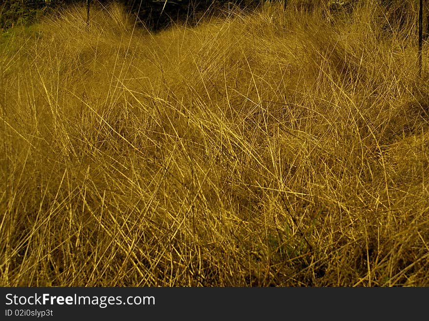 View Of Golden Hayfield