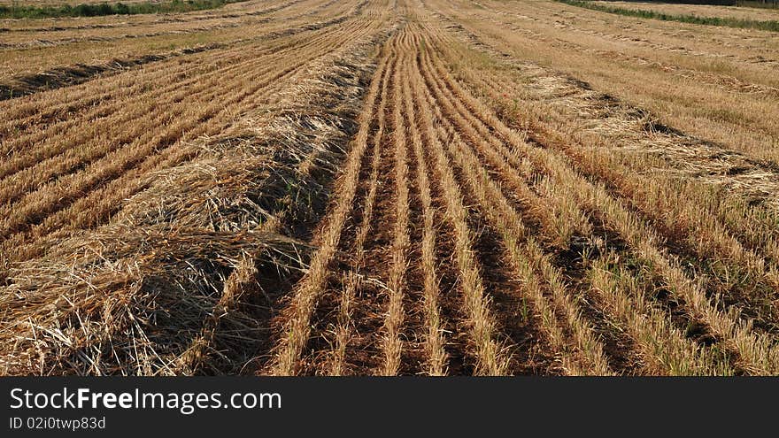 View on field whereupon harvest