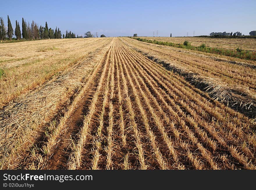 View On Field Whereupon Harvest