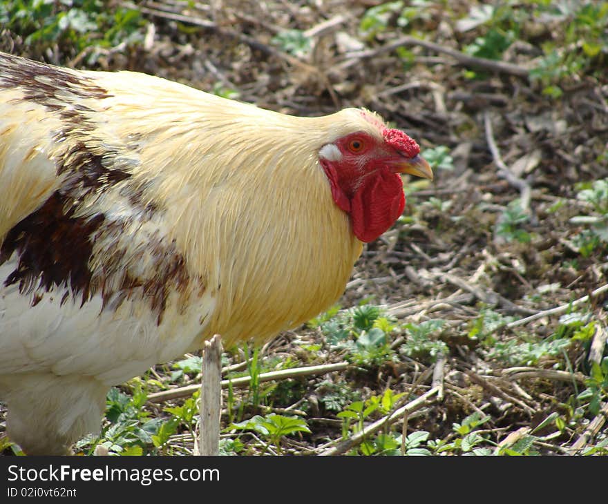 Beautiful cock closeup at the farm