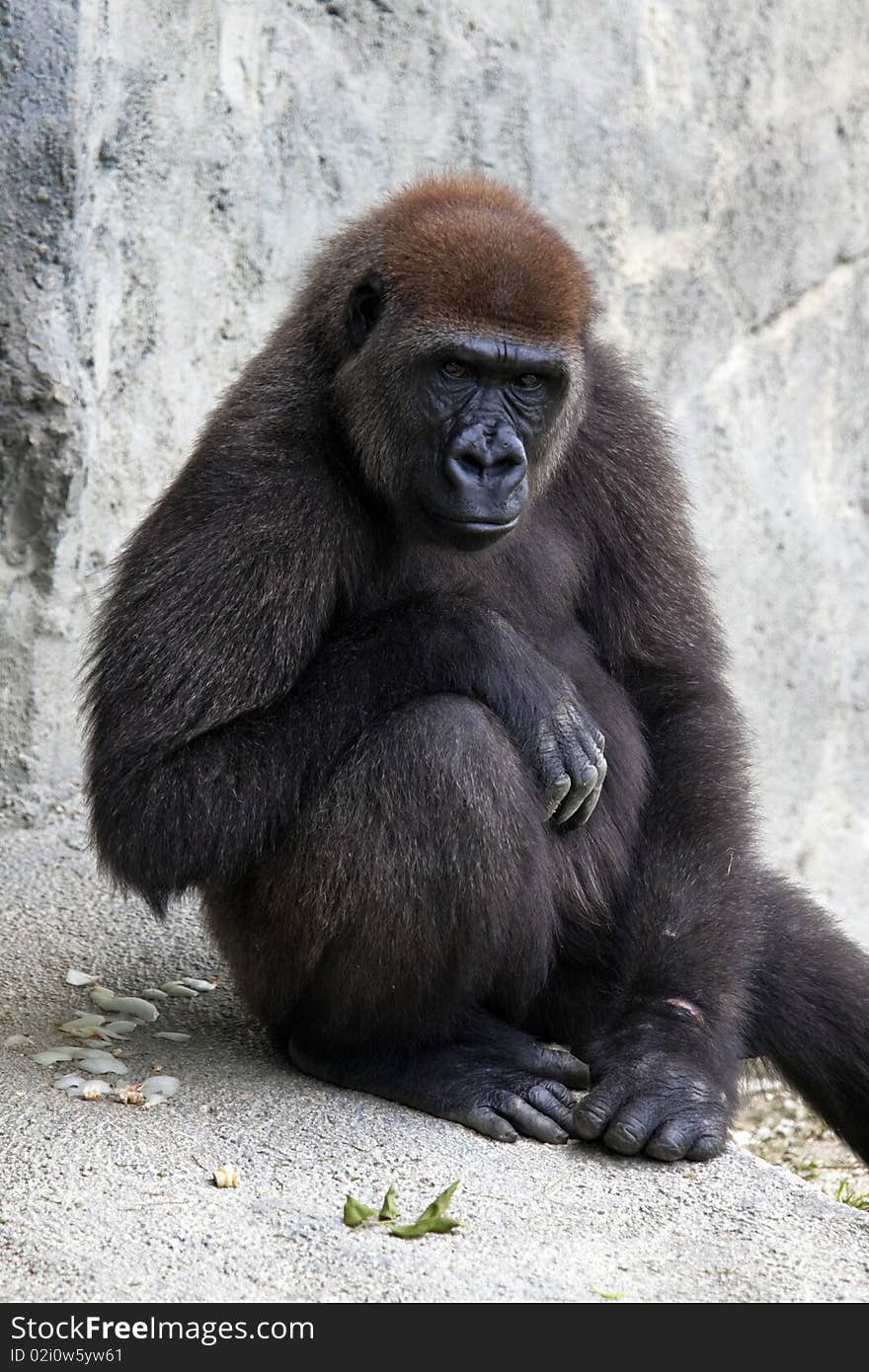 Lowland Gorilla