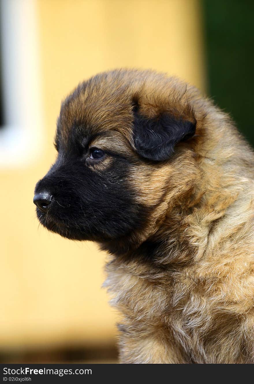 Puppy portrait on yellow background