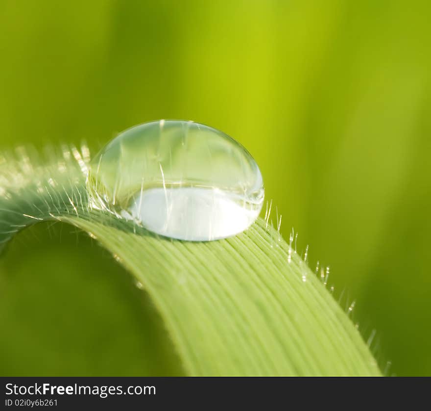 Morning dew on a green grass