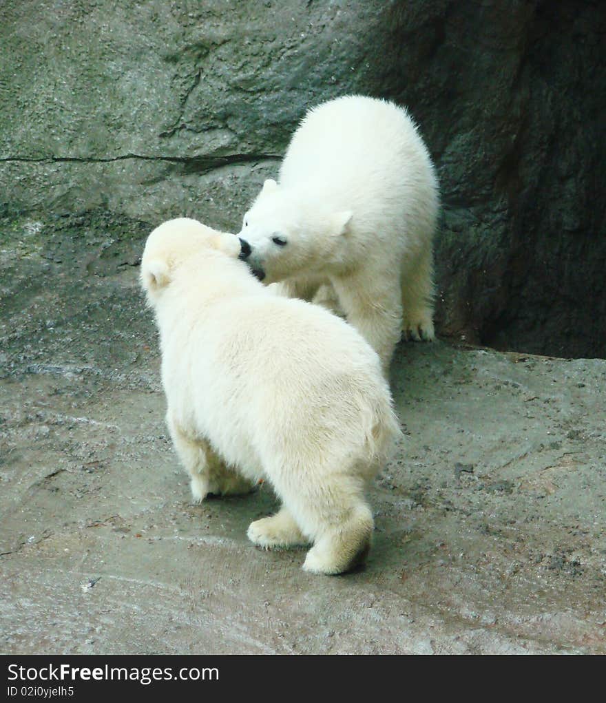 Cubs Of A Polar Bear