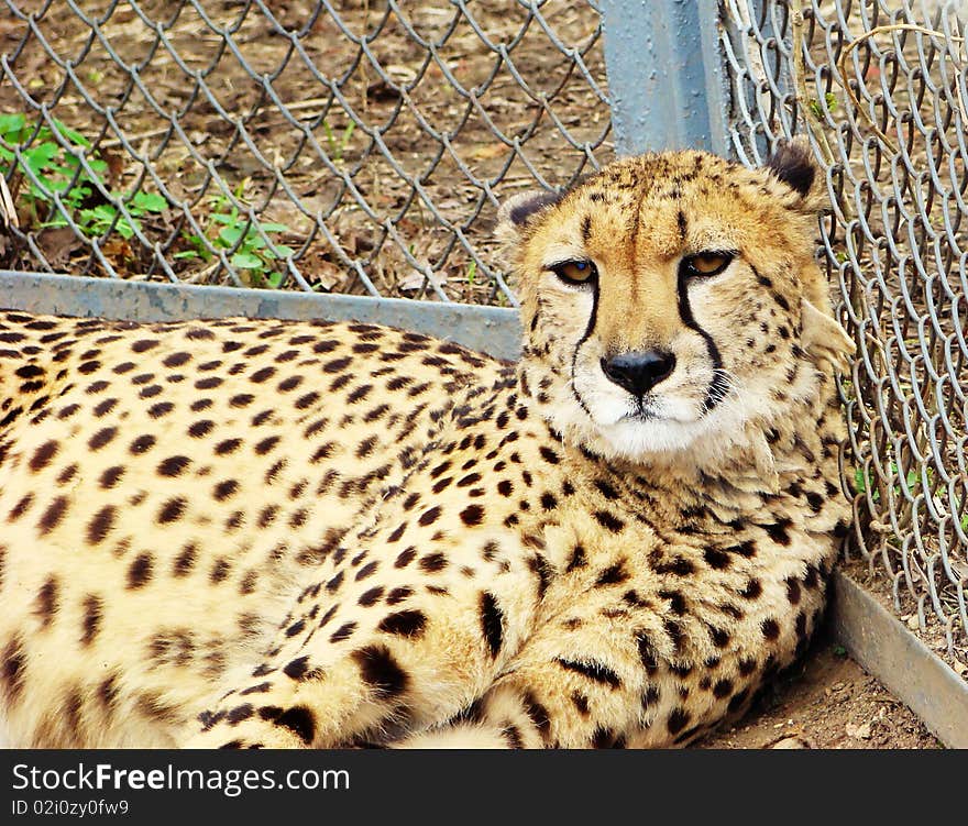 Cheetah lying on a grass, leant against a grid in a zoo