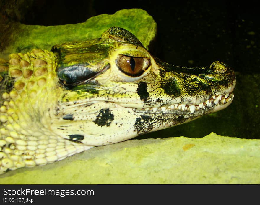 Head of a small green crocodile