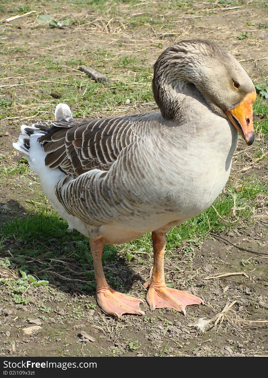 Goose