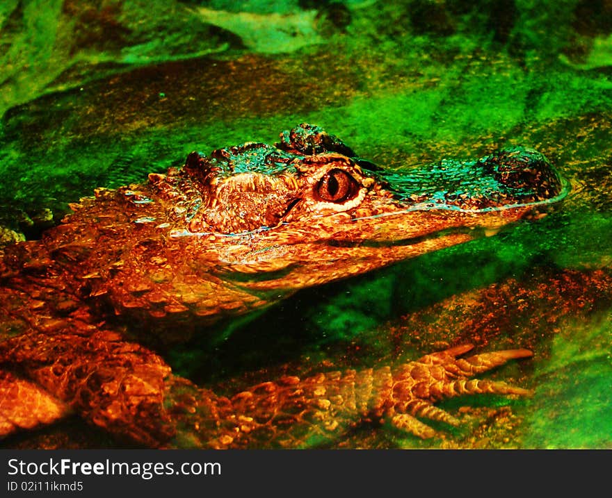 Crocodile in water