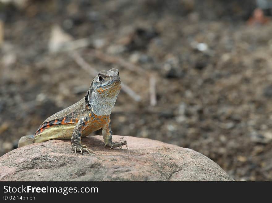 Photos iguana pattern lateral white under chin