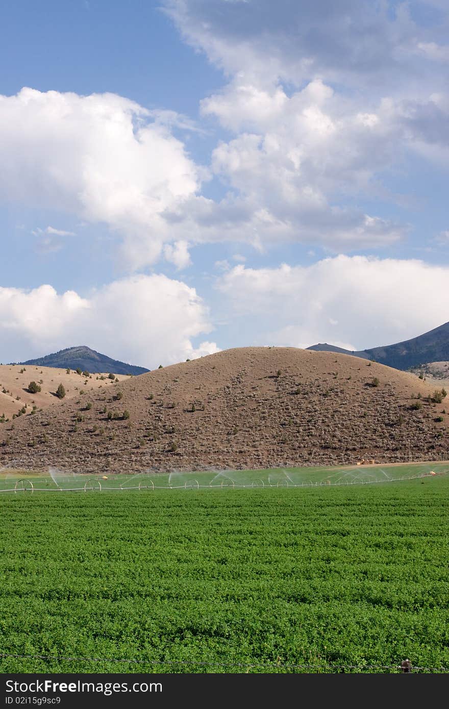 Potato field