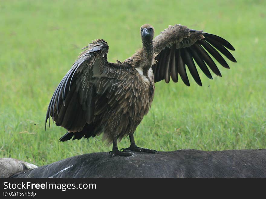 Africa Tanzania close-up of vulture bird of prey. Africa Tanzania close-up of vulture bird of prey