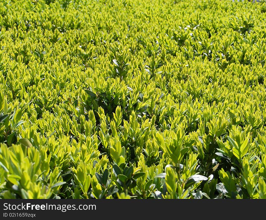 Urban ornamental green vegetation background. Urban ornamental green vegetation background.