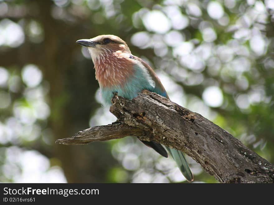 Africa Tanzania close-up bird typical, Lake Manyara