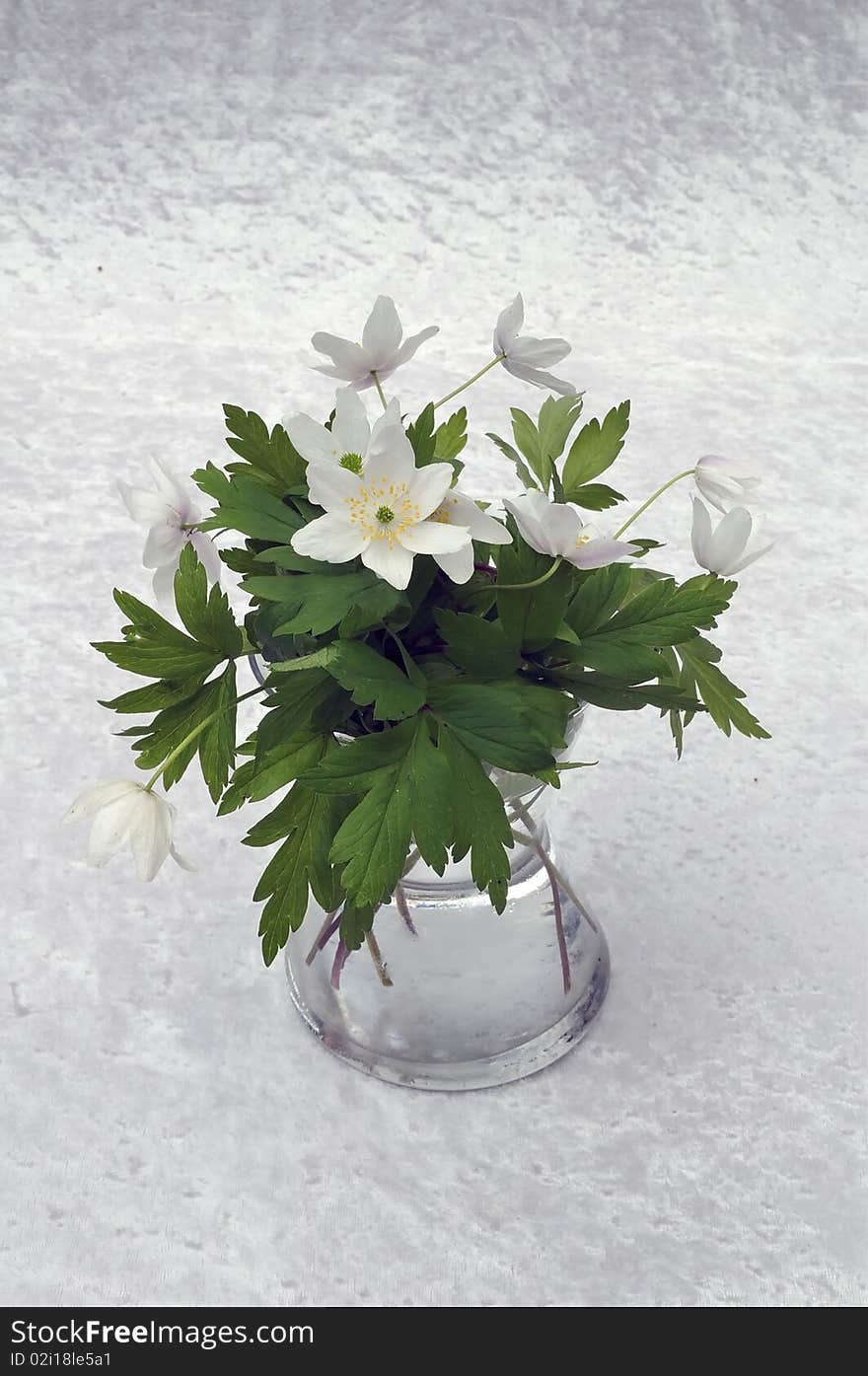 Close-up still-life in windflower, anemone