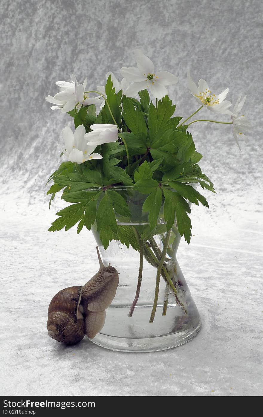 Close-up still-life in windflower and snail