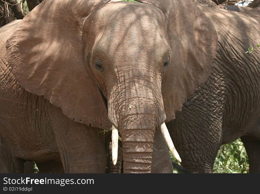 Africa Close-up big eplephant african with mantle brown. Africa Close-up big eplephant african with mantle brown