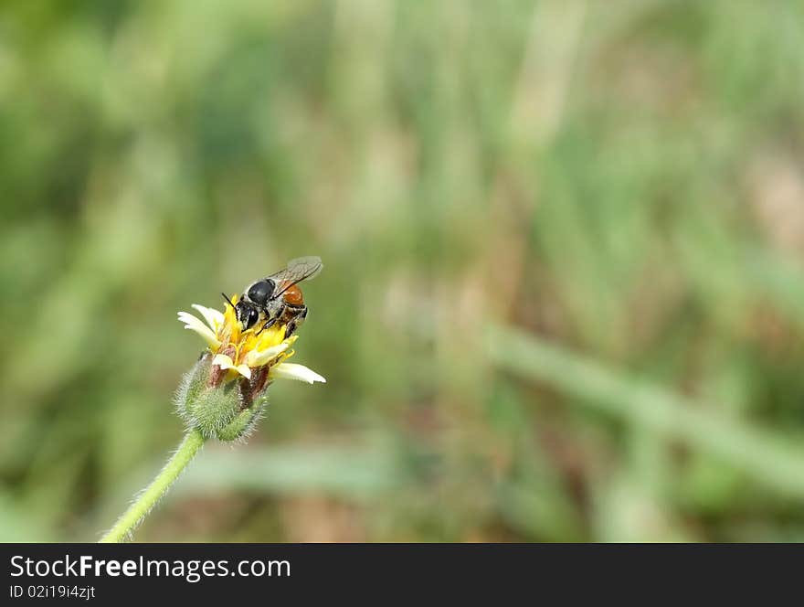 Bee