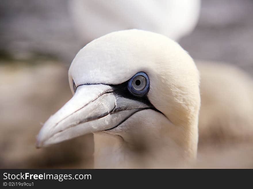 Northern gannet