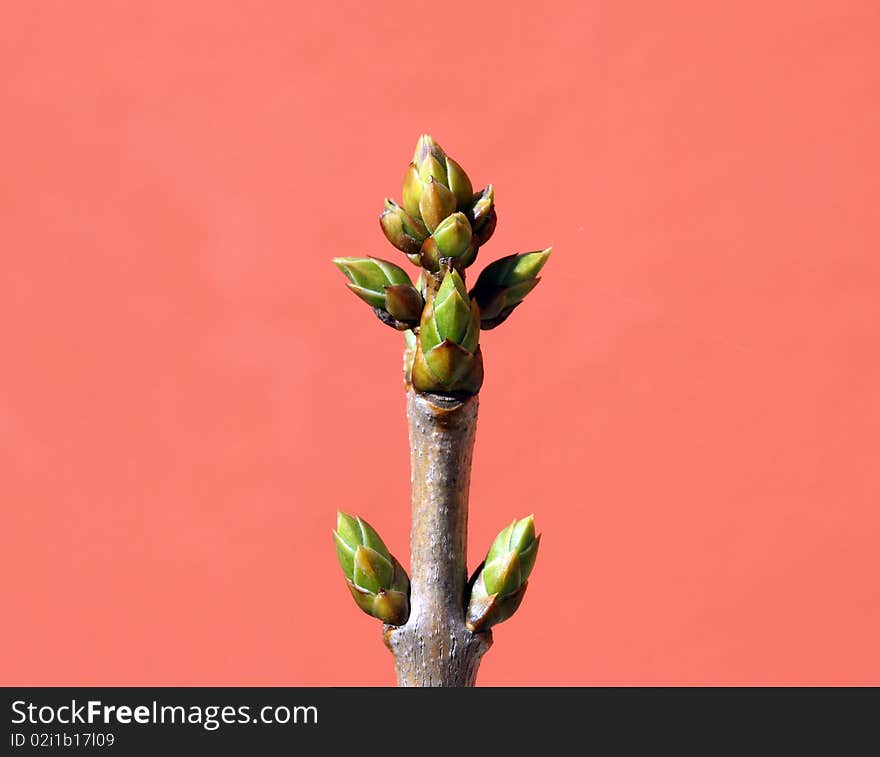 Lilac, also known as Syringa vulgaris, ready to blossom against a red wall