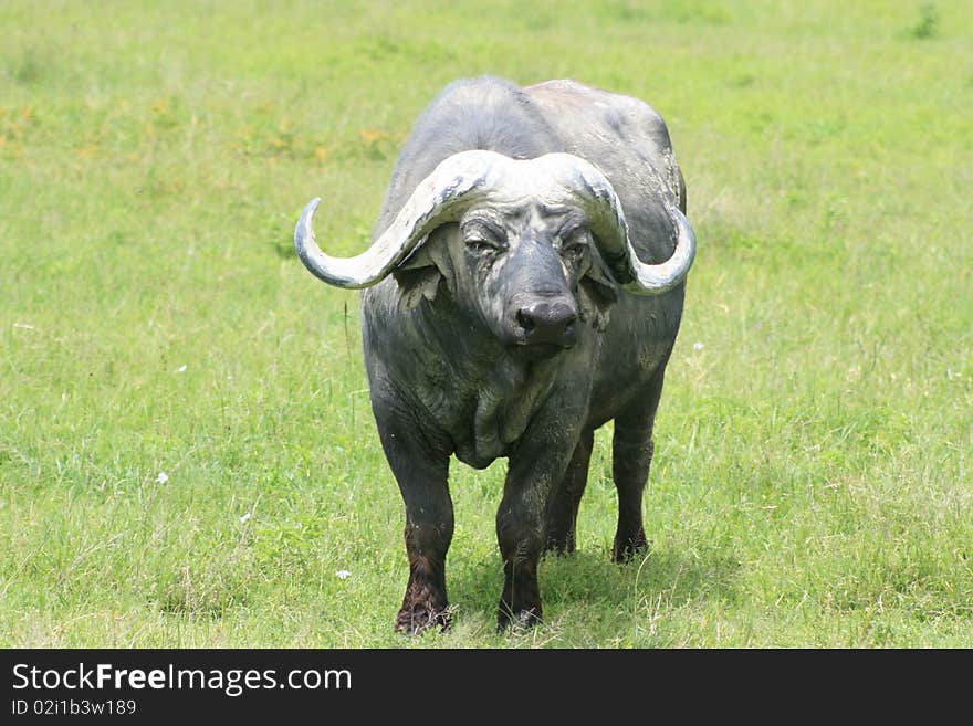 Africa Tanzania close-up buffalo. Africa Tanzania close-up buffalo