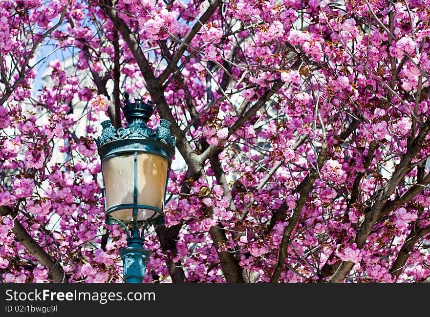 Spring blossoms