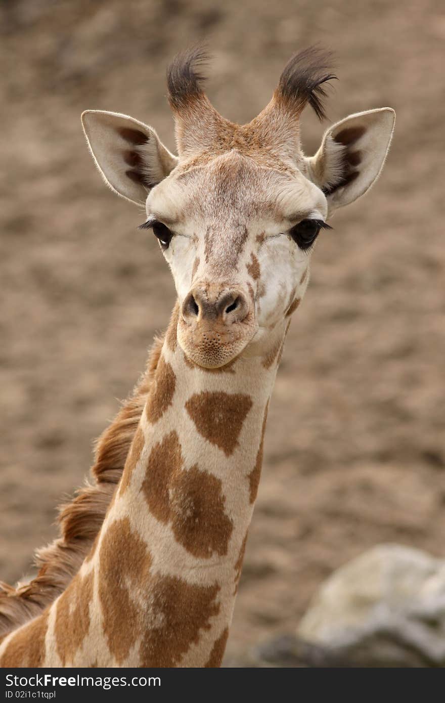 Animals: Portrait of a young giraffe showing its head and neck