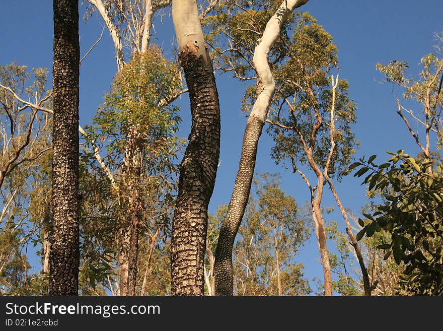 Trees in a sunny park