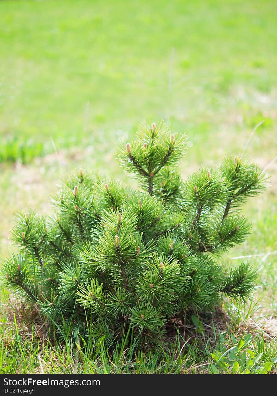 Photo of small pine on green background.