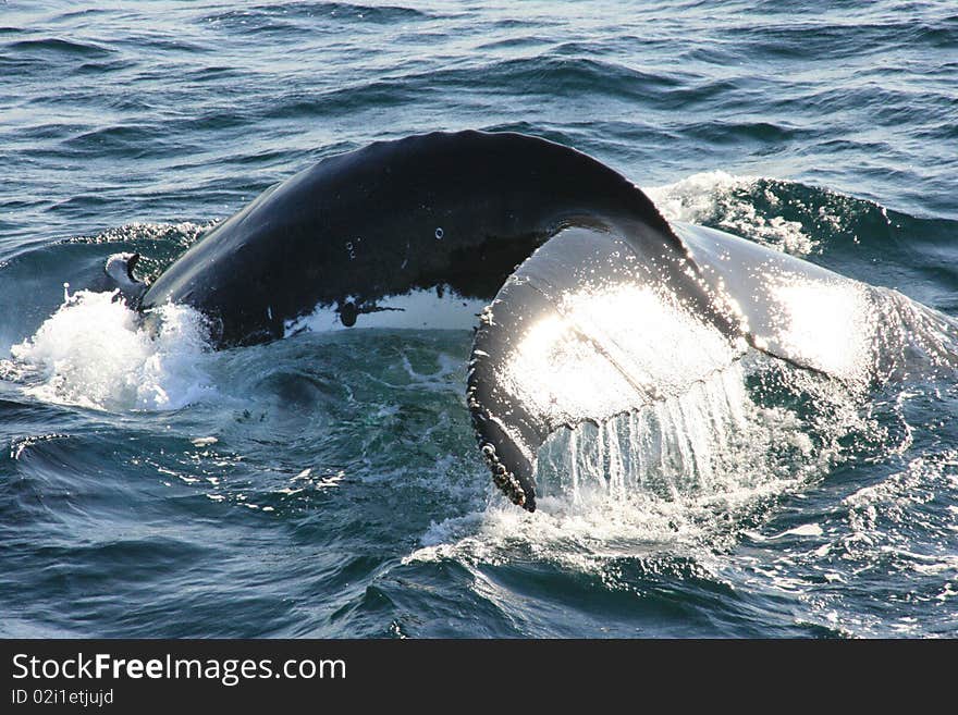 Tail of an humpback whale. Tail of an humpback whale