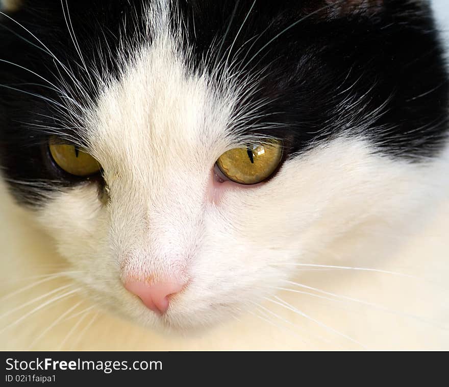 Cat portrait with yellow eyes