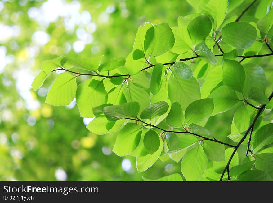 Fresh leaves in spring