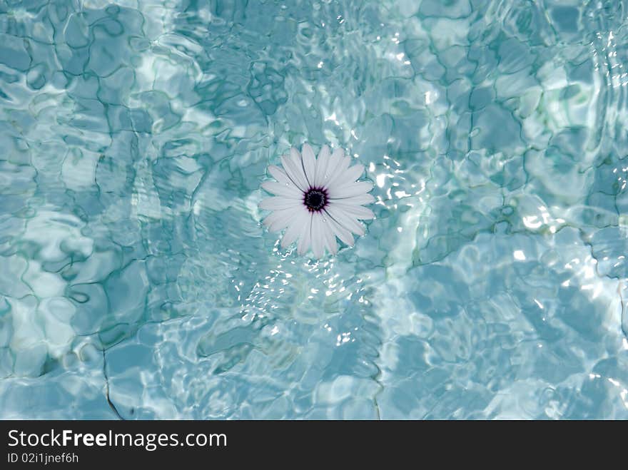 Flower in a pool