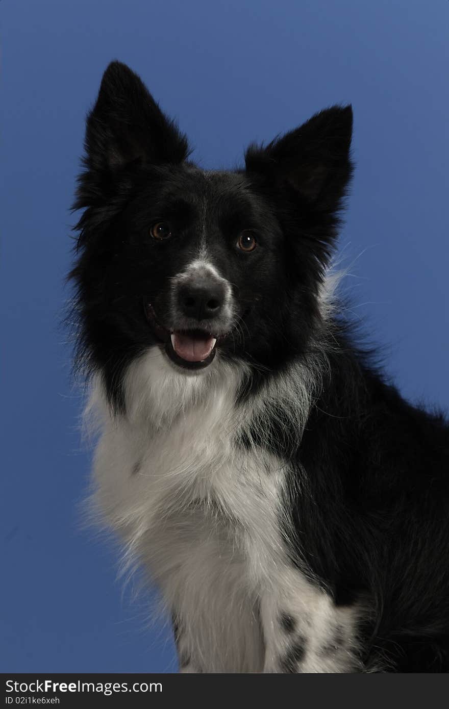 Pet Black & White Dog portrait on blue background