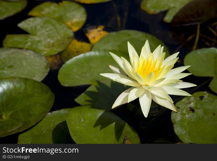 Water lily