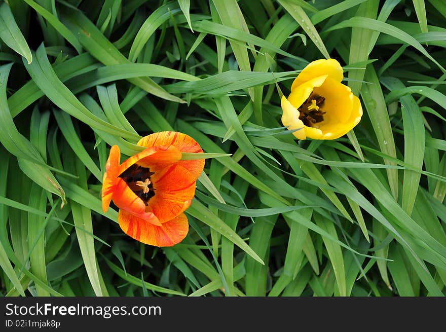 Two Colorful Tulips