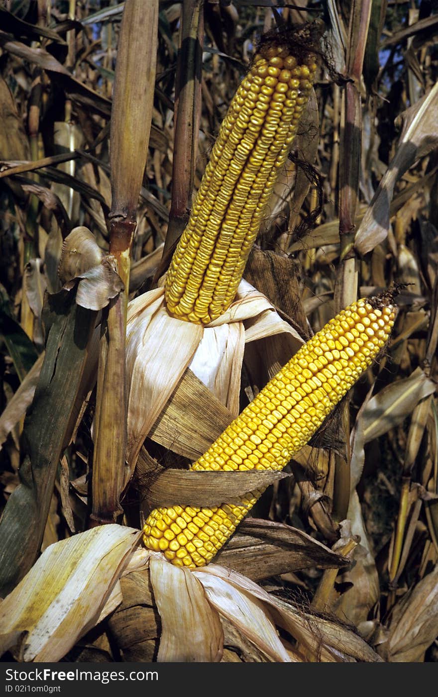 Field Corn