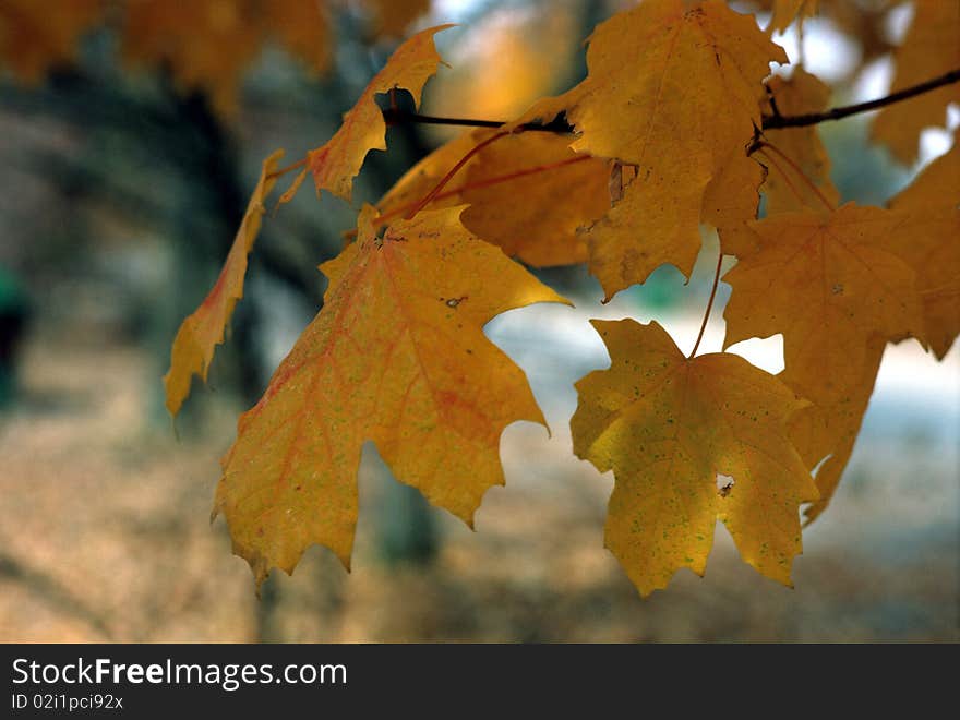 Leaves turning color in the fall season. Leaves turning color in the fall season.