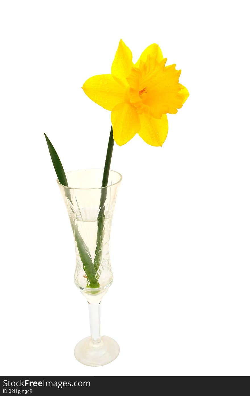 Yellow daffodil in the glass on a white background